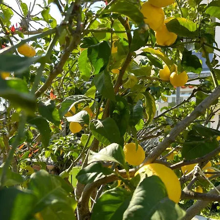 Punta E Mare Des Ou Des T2 Cargèse