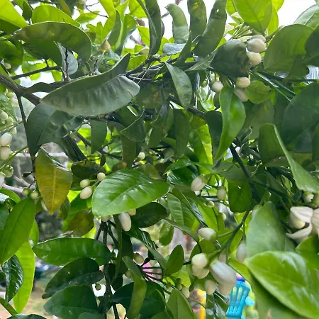 Punta E Mare Des Ou Des T2 Cargèse