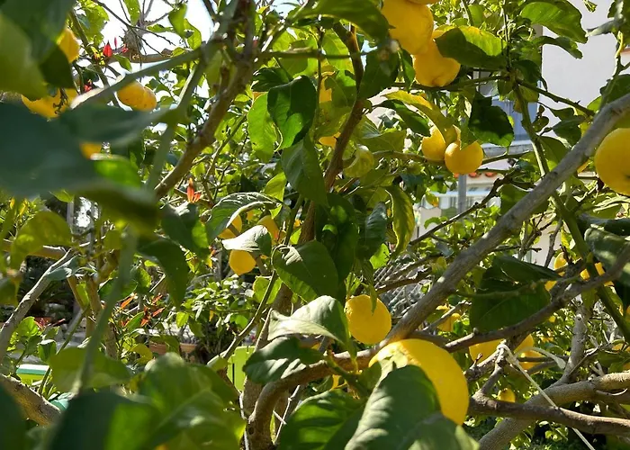 Punta E Mare Des Ou Des T2 Cargèse