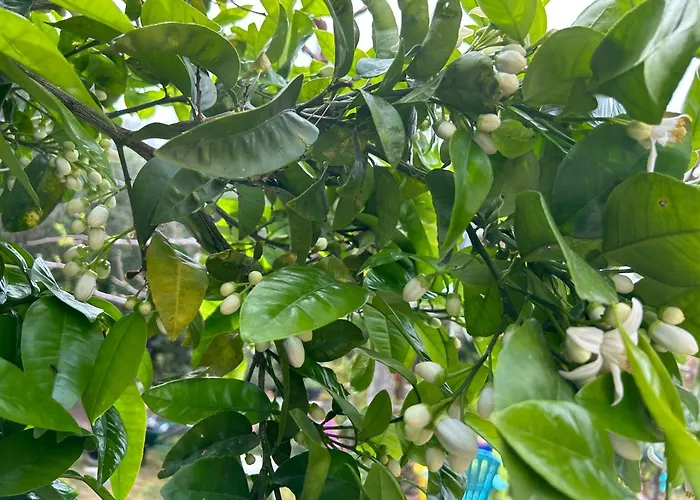 Punta E Mare Des Ou Des T2 Cargèse